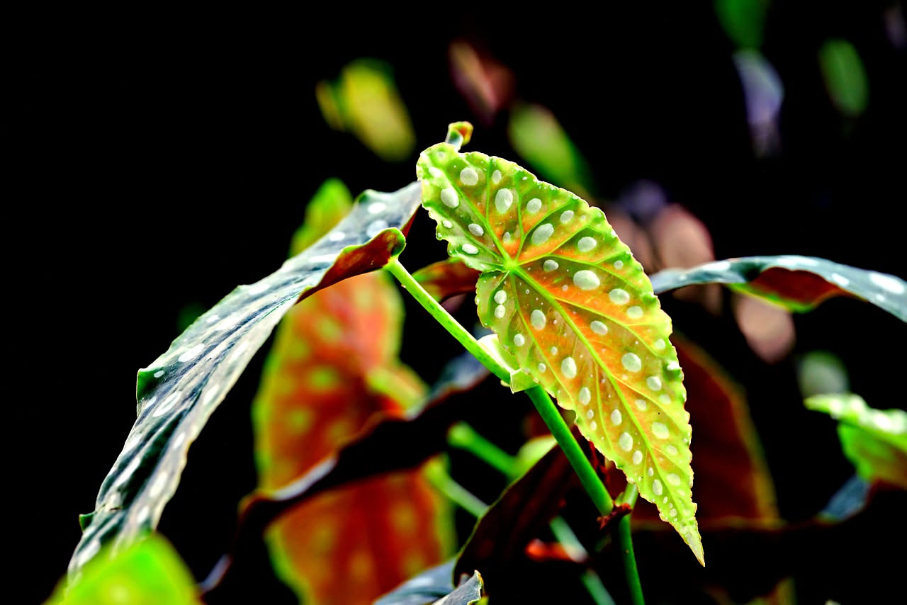 Begonia maculata: la pianta con foglie a pois bianchi naturali