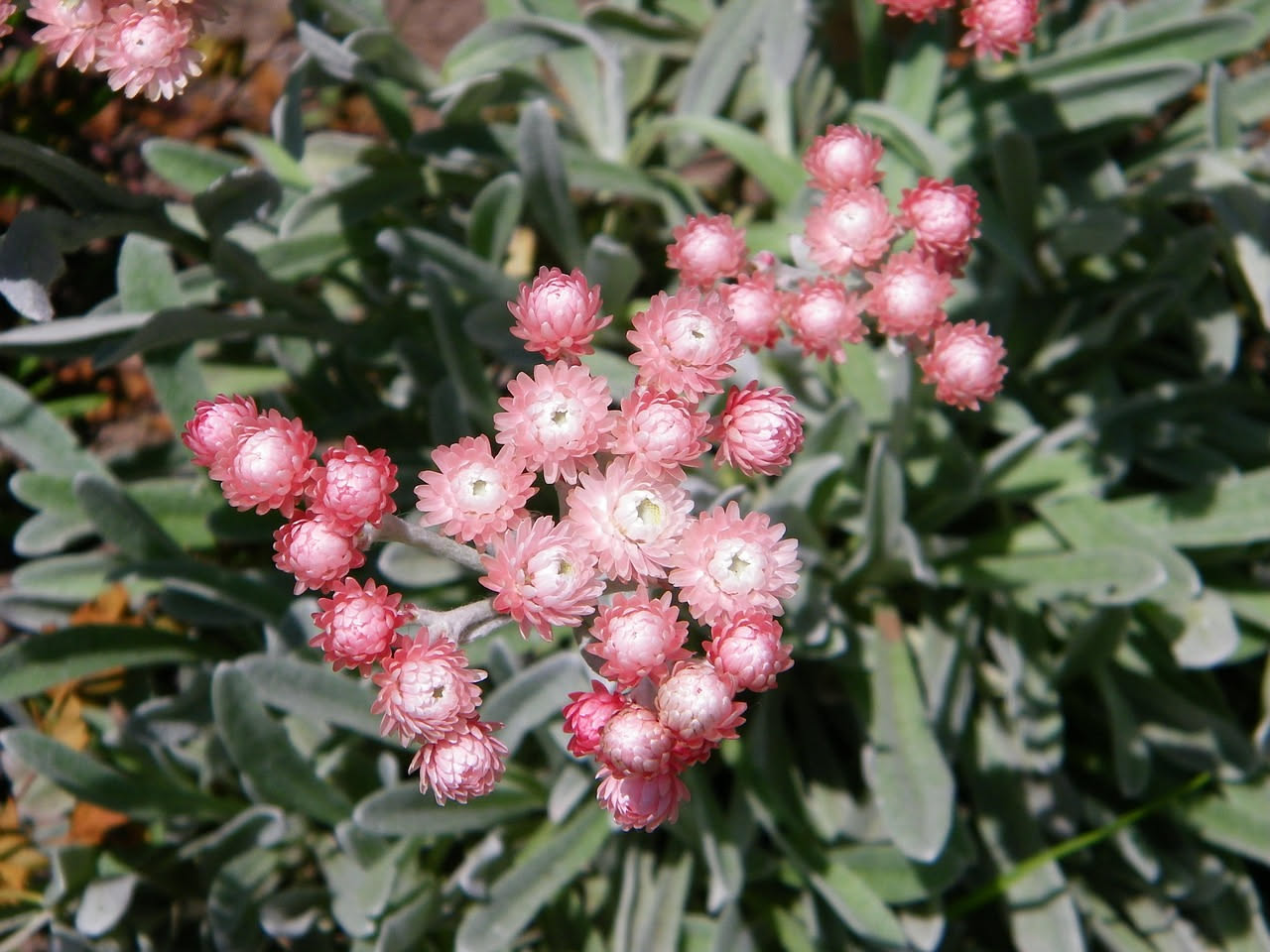 Helichrysum italicum: il fiore di paglia che profuma il balcone