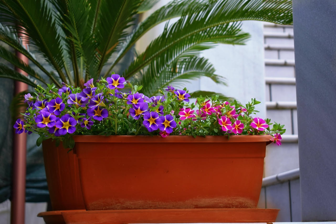 Cosa mettere nel balcone per avere dei fiori anche durante la notte