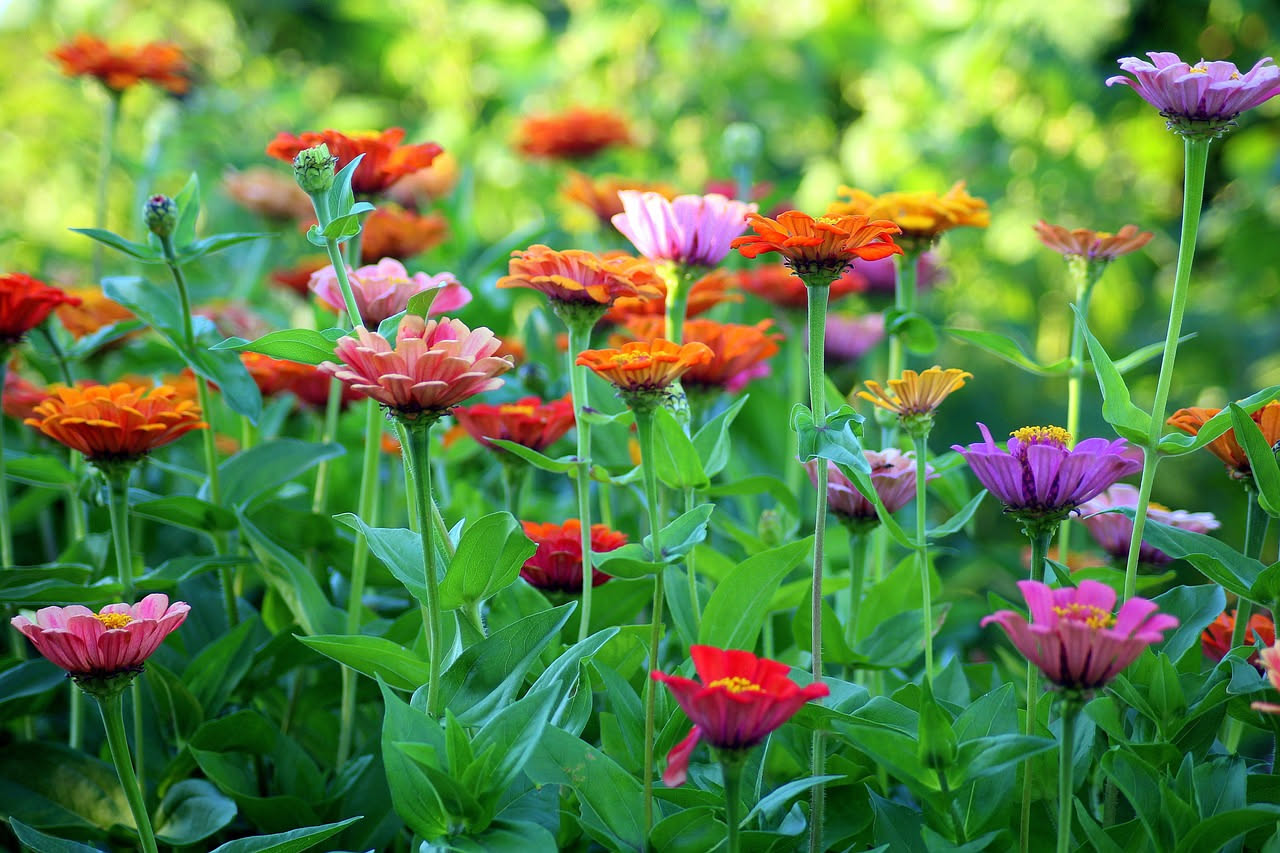 Zinnia elegans: il fiore colorato per cassette in pieno sole