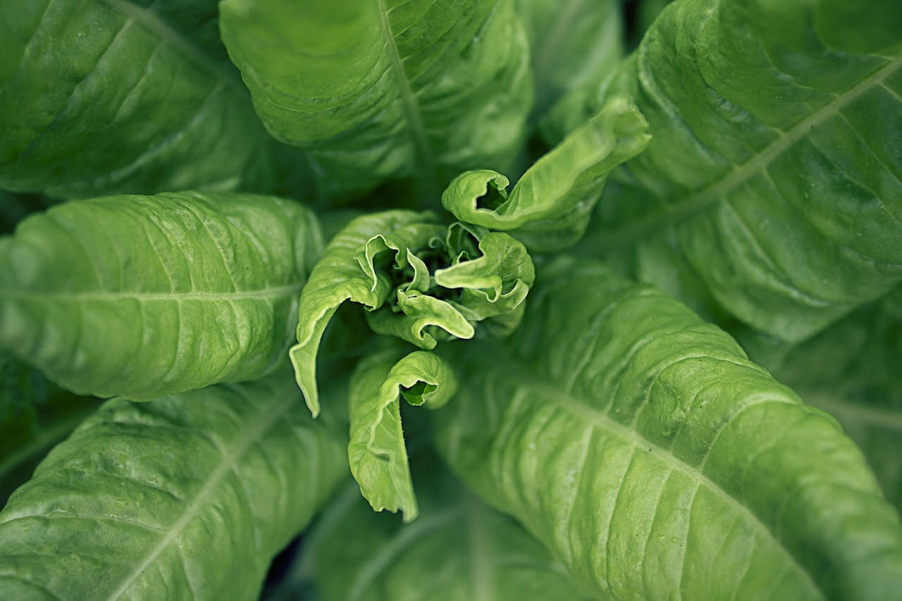 Insalata canasta con foglie ricce e frastagliate di colore verde chiaro, coltivata in un vaso di terracotta sul balcone di una casa con ringhiera in legno