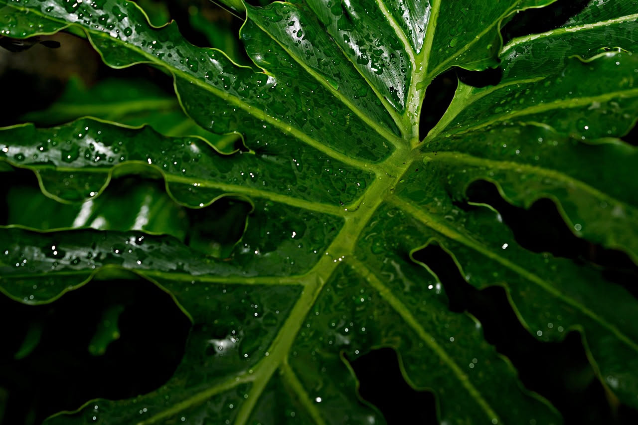 Alocasia amazonica: come coltivare la pianta degli scudi lucenti