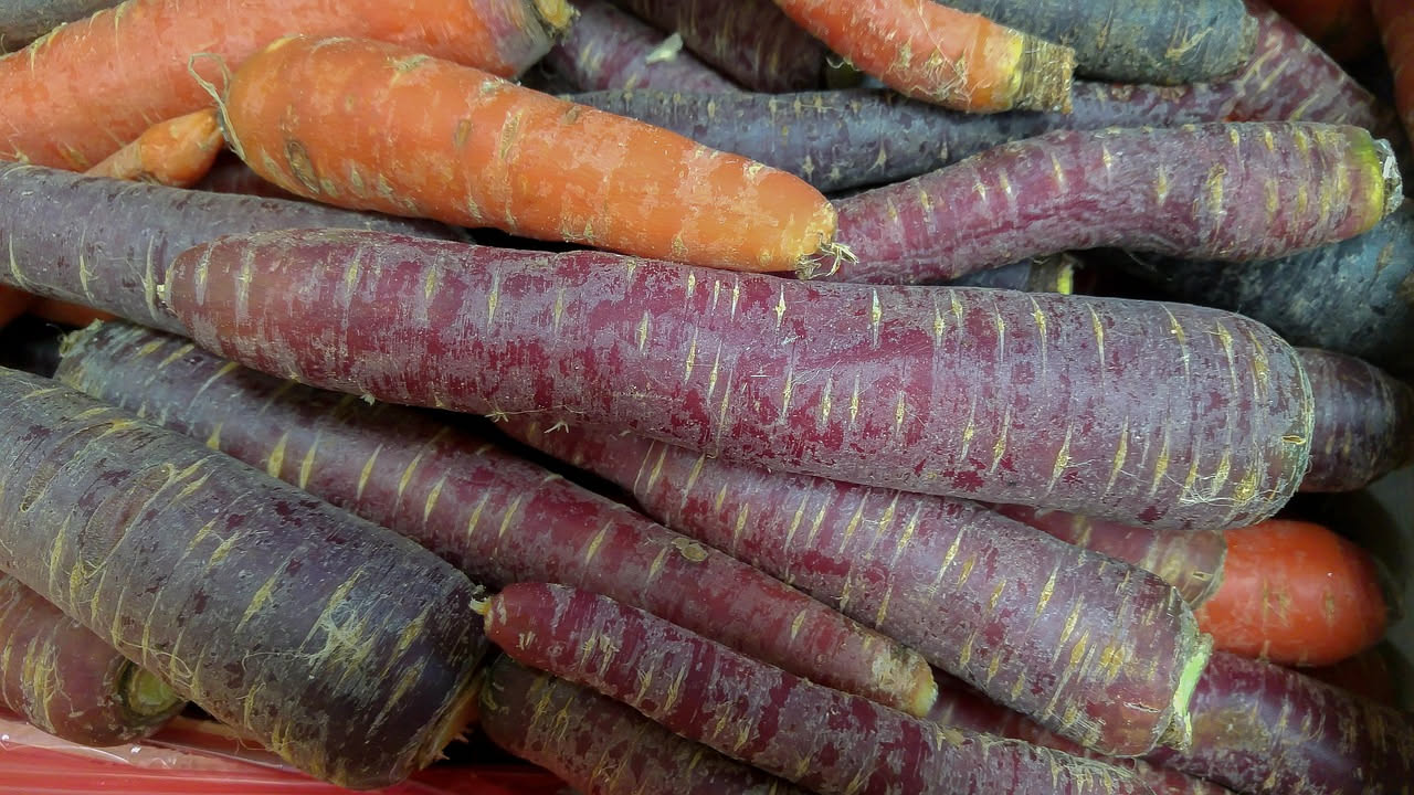 Carote viola scuro con sfumature nere poggiate su terriccio fresco di vaso in terracotta, accanto a foglie verdi sfumate di rosso