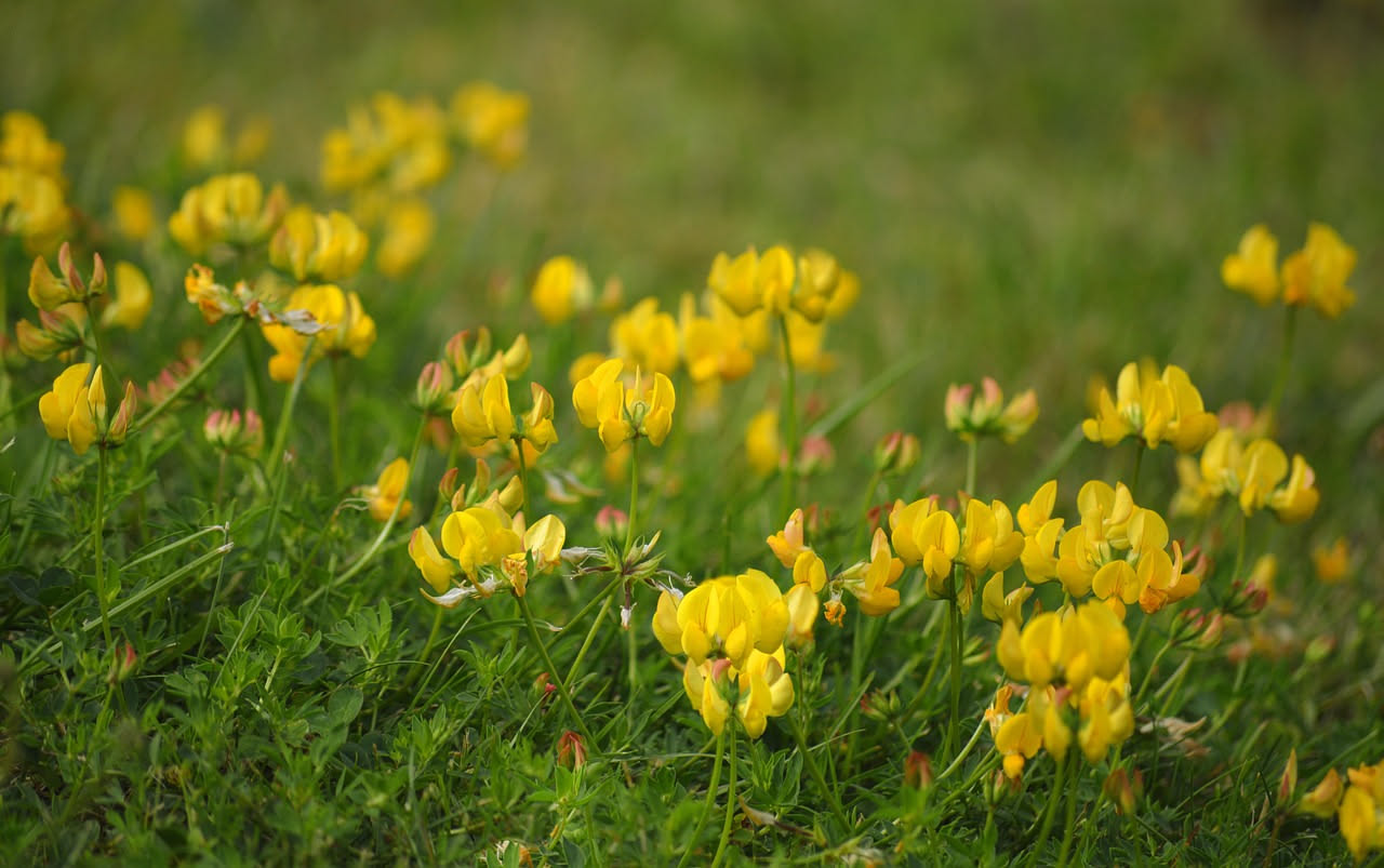 Coronilla emerus: l'erba vescicaria che cresce selvatica nelle macchie centro-italiane