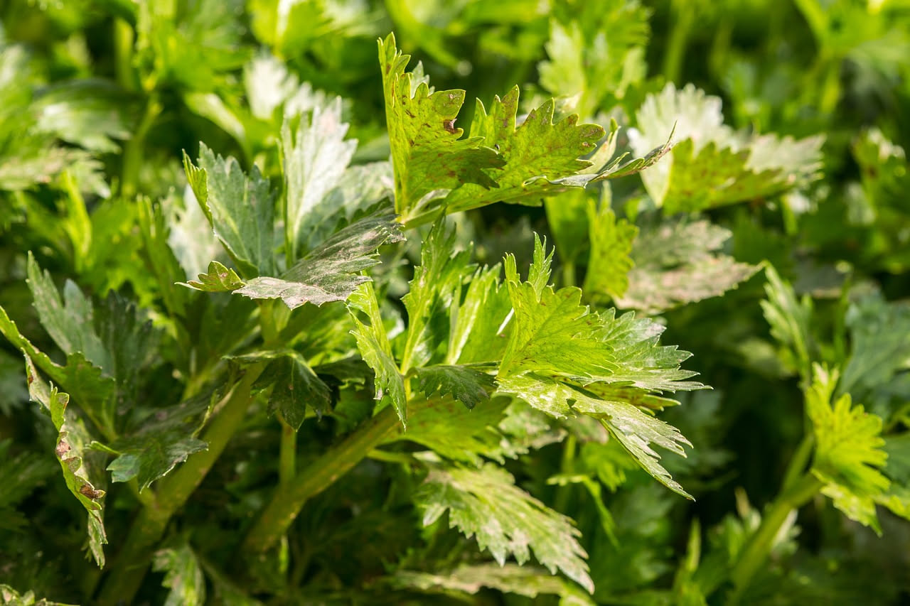 Pianta di sedalo tre venti con gambi verdi chiari, foglie frastagliate e terriccio scuro attorno alle radici, in orto di campagna al tramonto