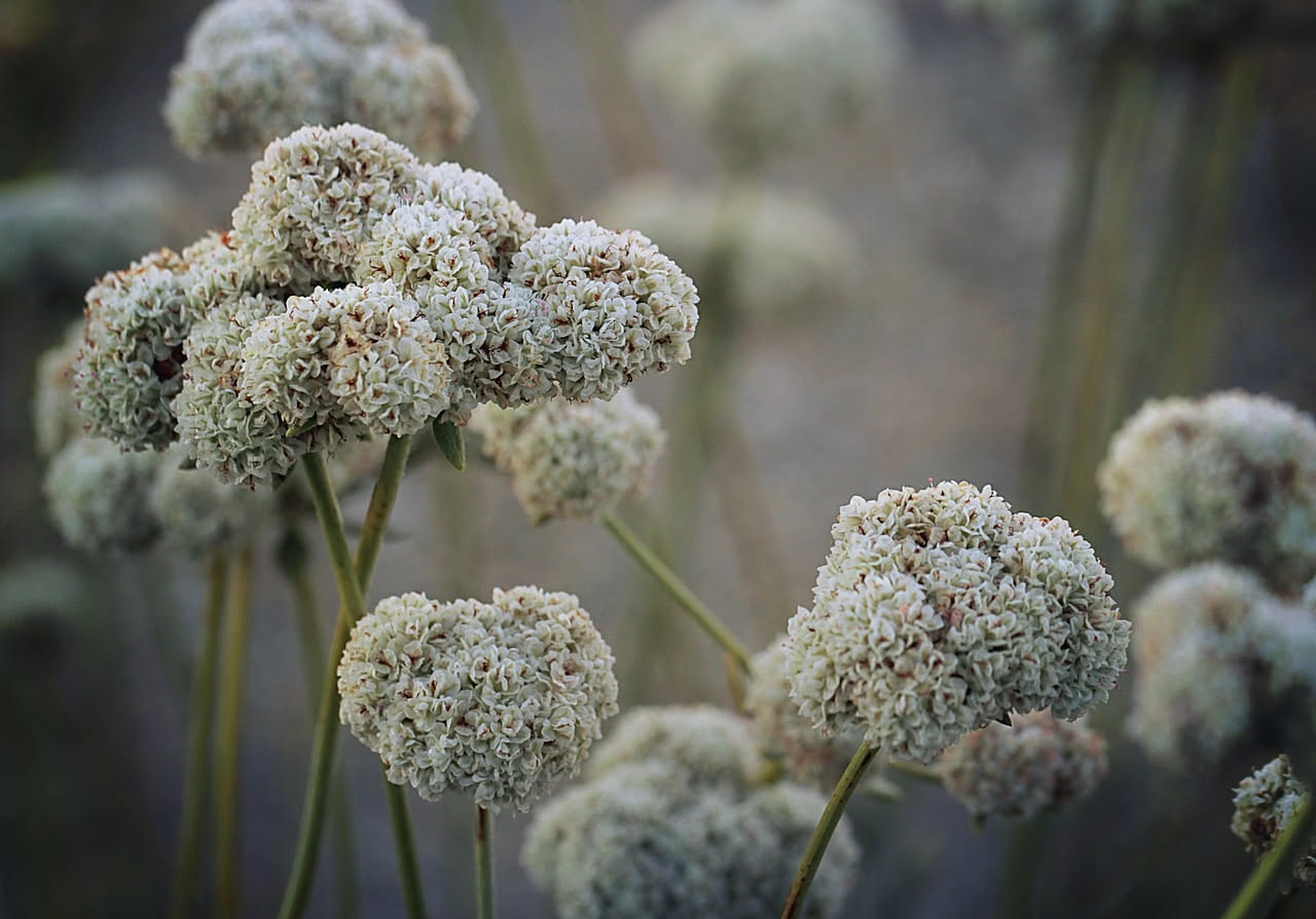 Pulicaria odora: l'erba che profuma le steppe del Sud