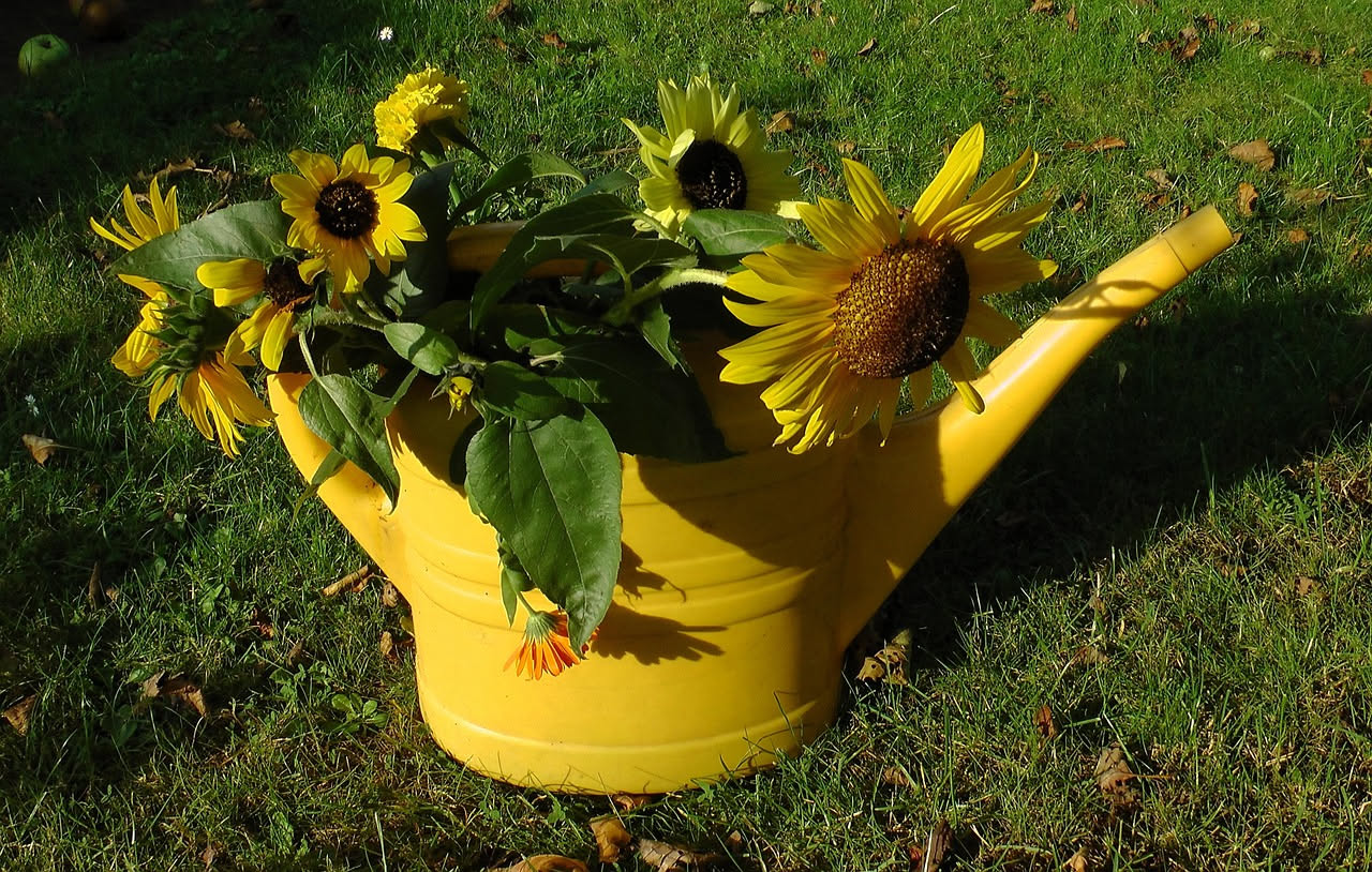 Girasoli nani da vaso: come coltivare Helianthus annuus in terrazza