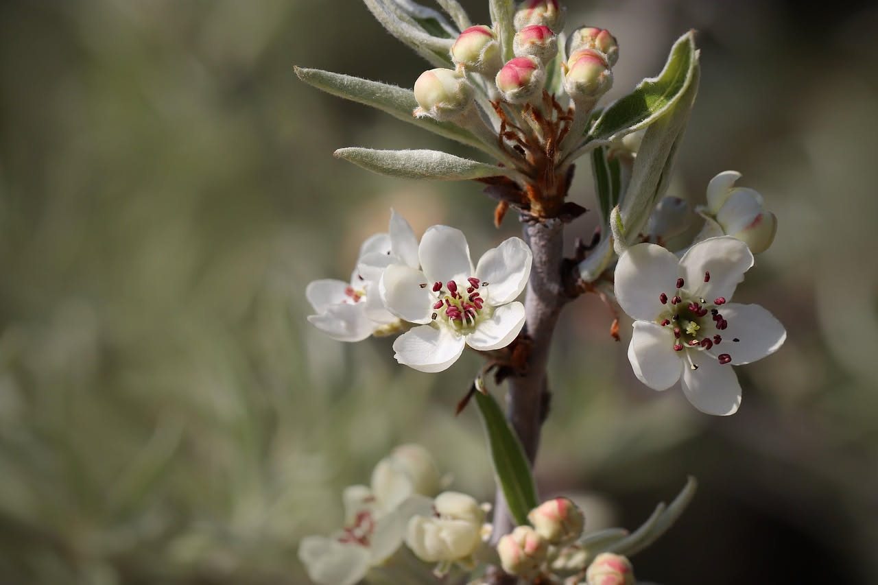 Phillyrea latifolia: l arbusto dimenticato della macchia mediterranea
