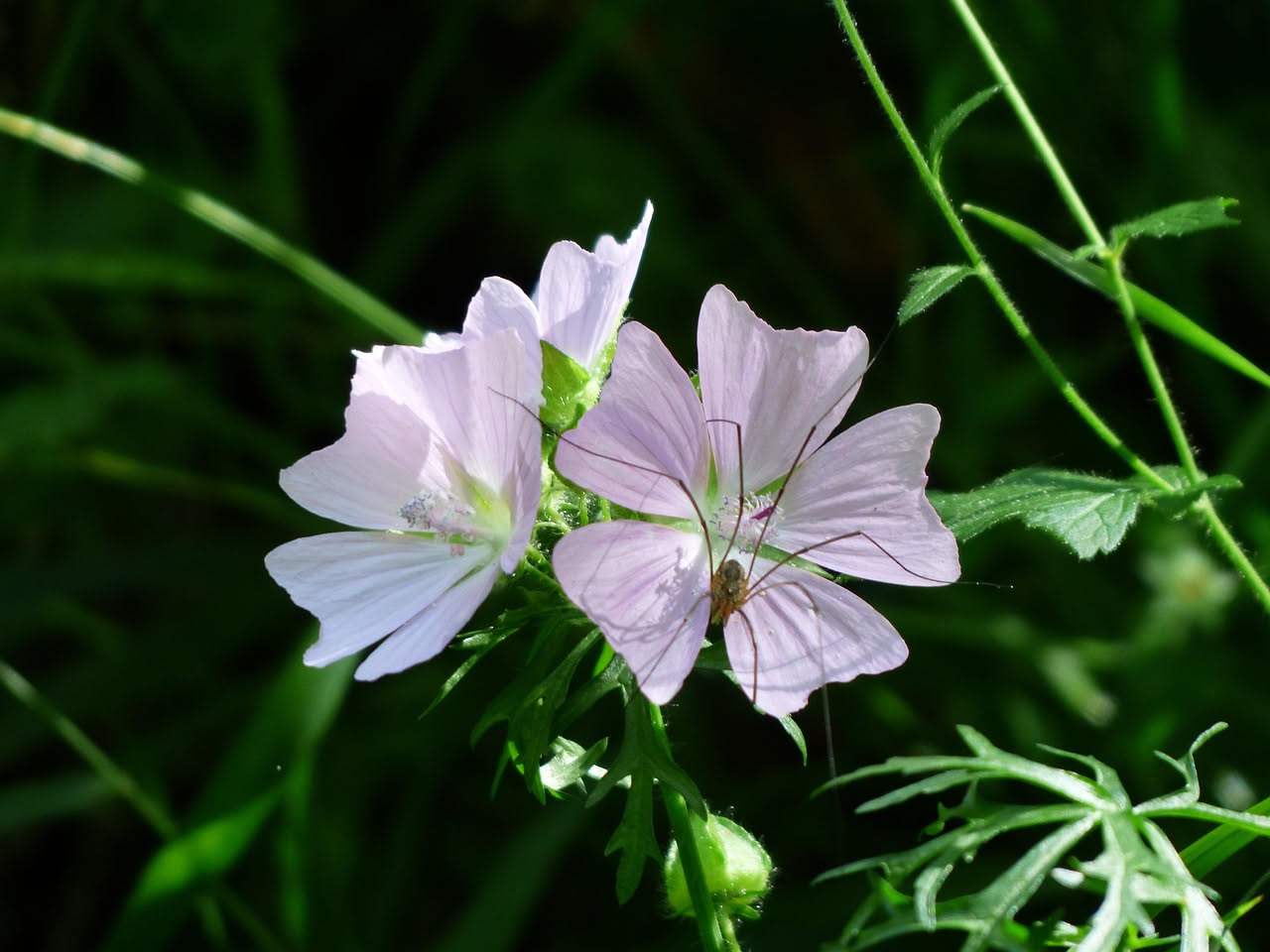 Gaura lindheimeri: il fiore farfalla per balconi a vento moderato