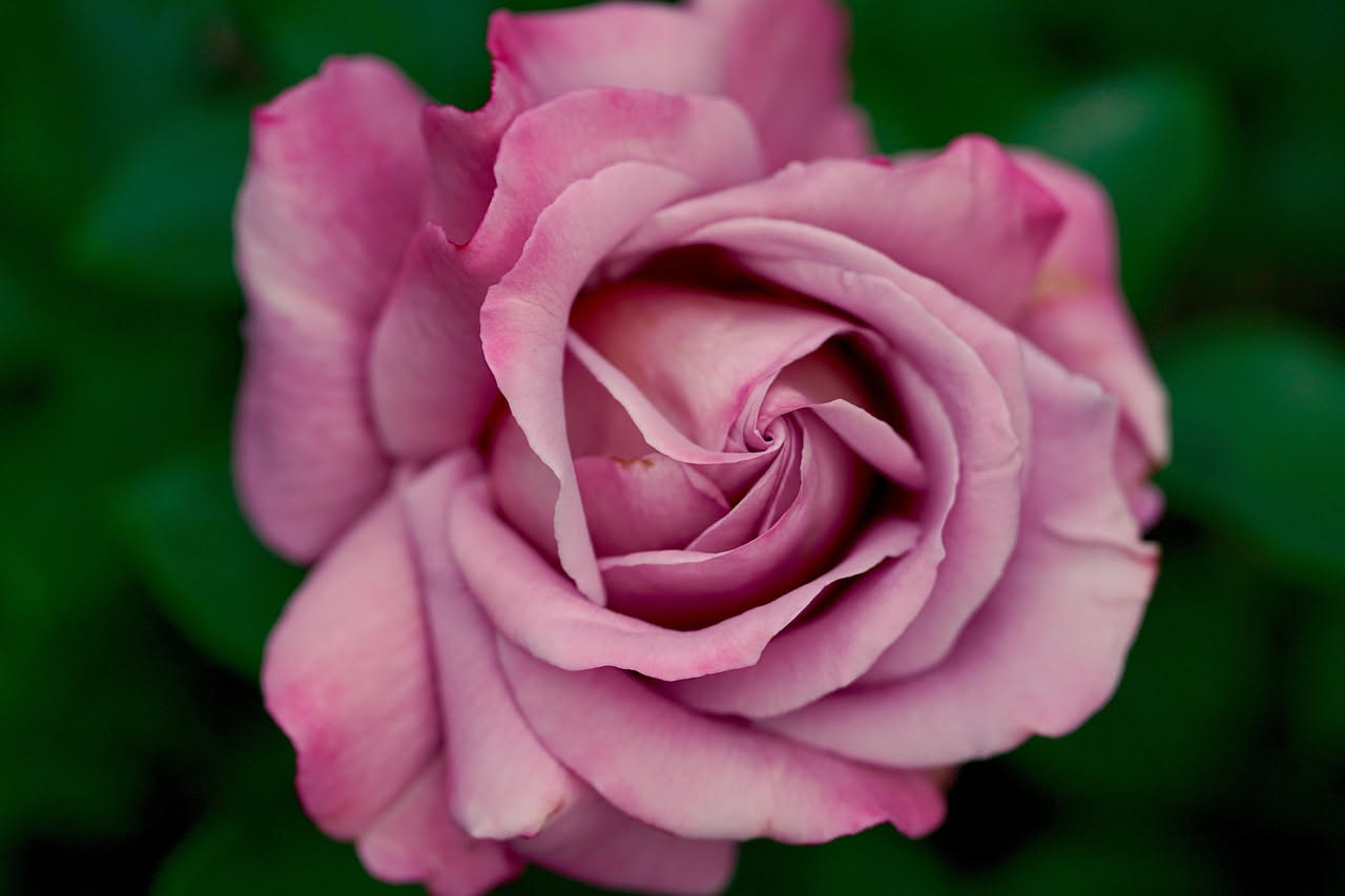 Le rose Tea ibride italiane: chi era Quinto Mansuino