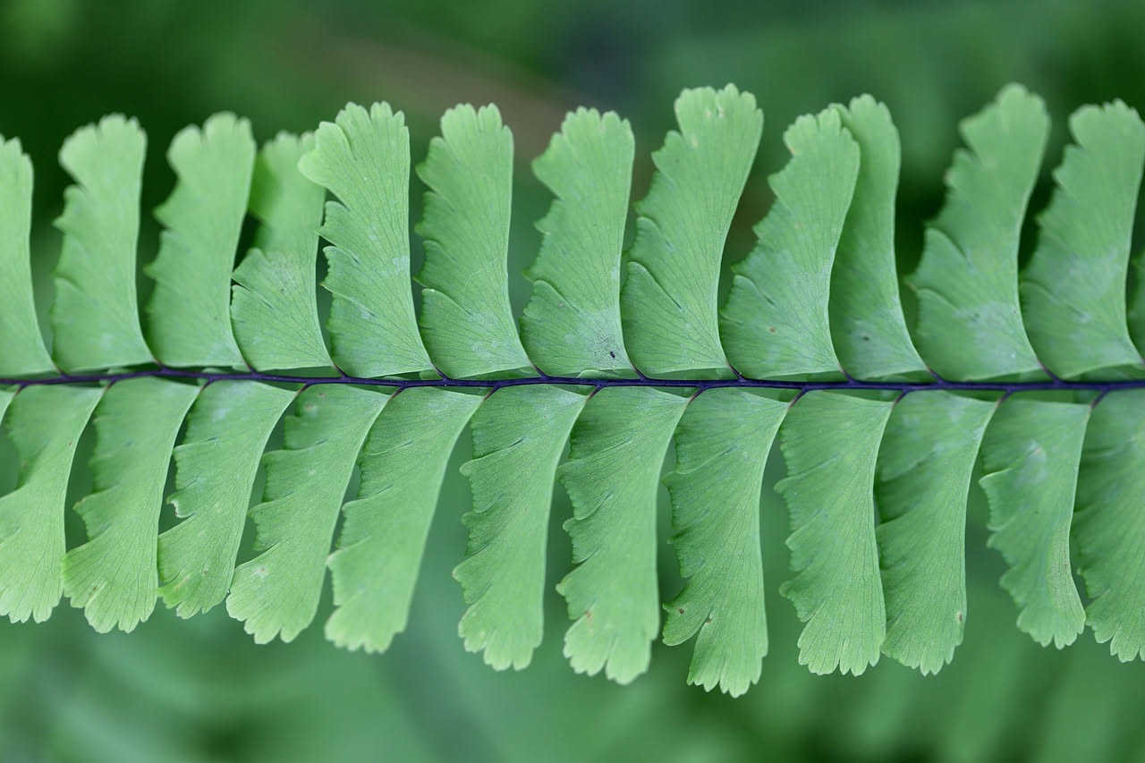 Adiantum capillus-veneris: la felce per ambienti umidi e ombra