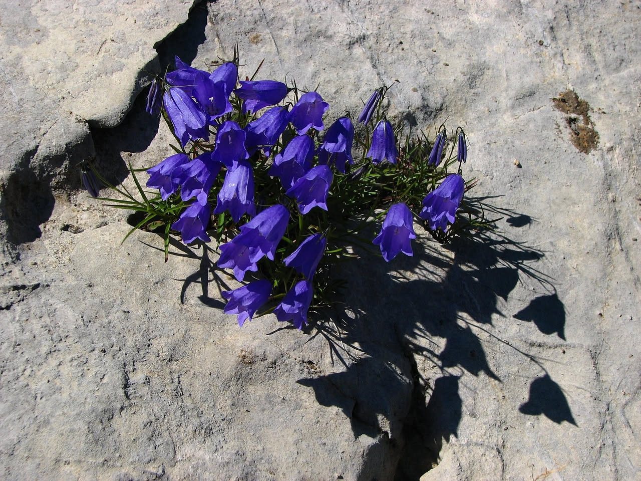 Phagnalon saxatile: l'erba delle rocce calcaree mediterranee