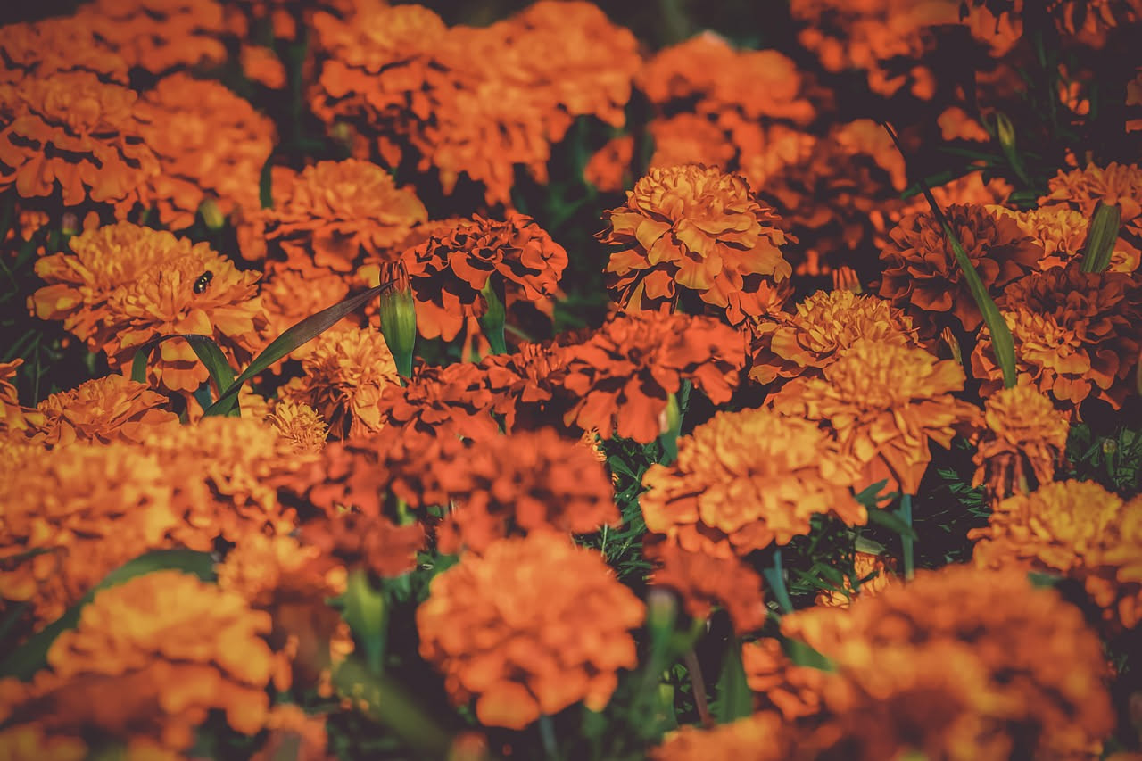 Tagetes erecta: il fiore messicano per cassette al sole pieno
