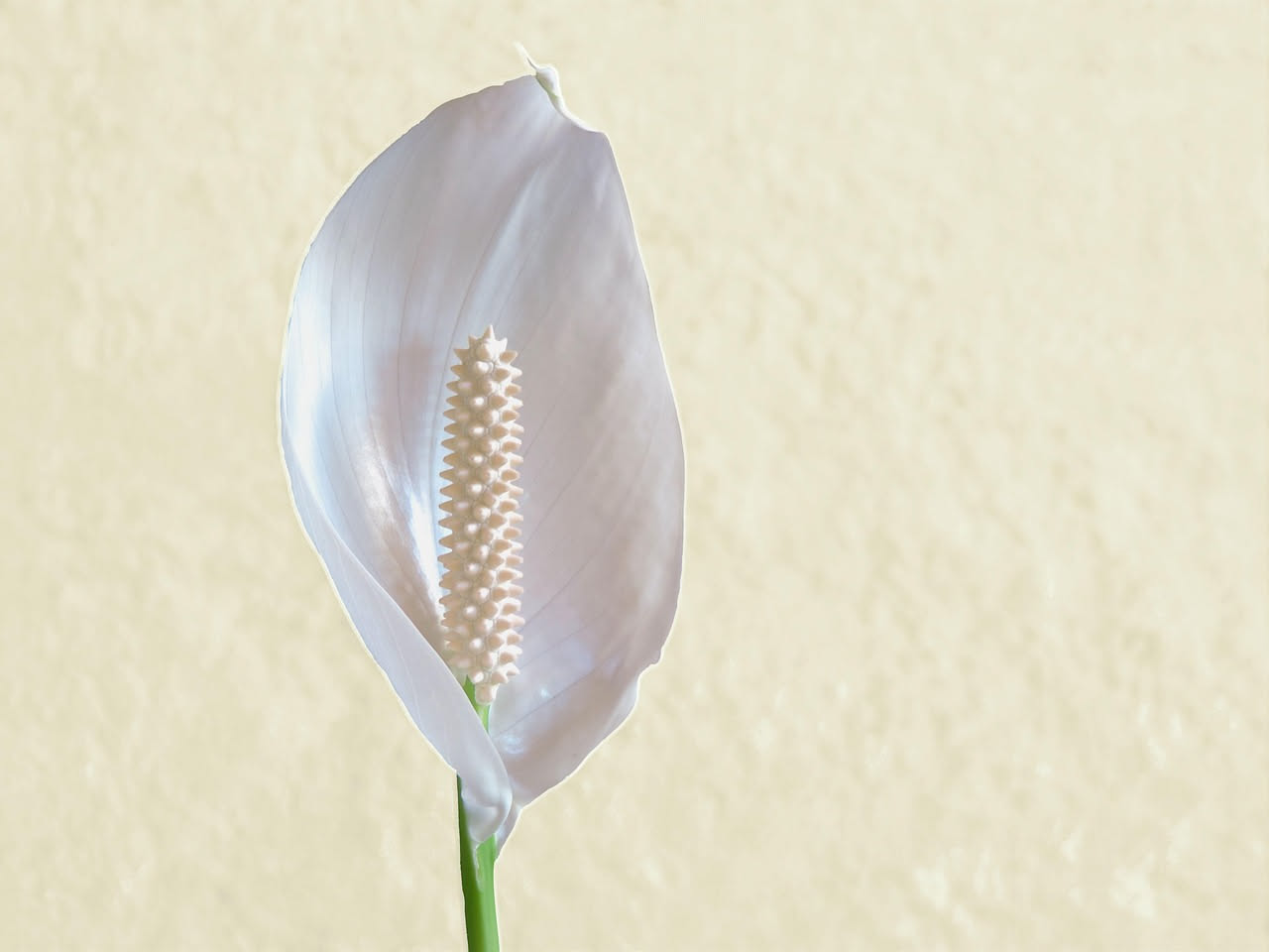 Spathiphyllum giallo a foglie larghe: perché scompare dalle case italiane