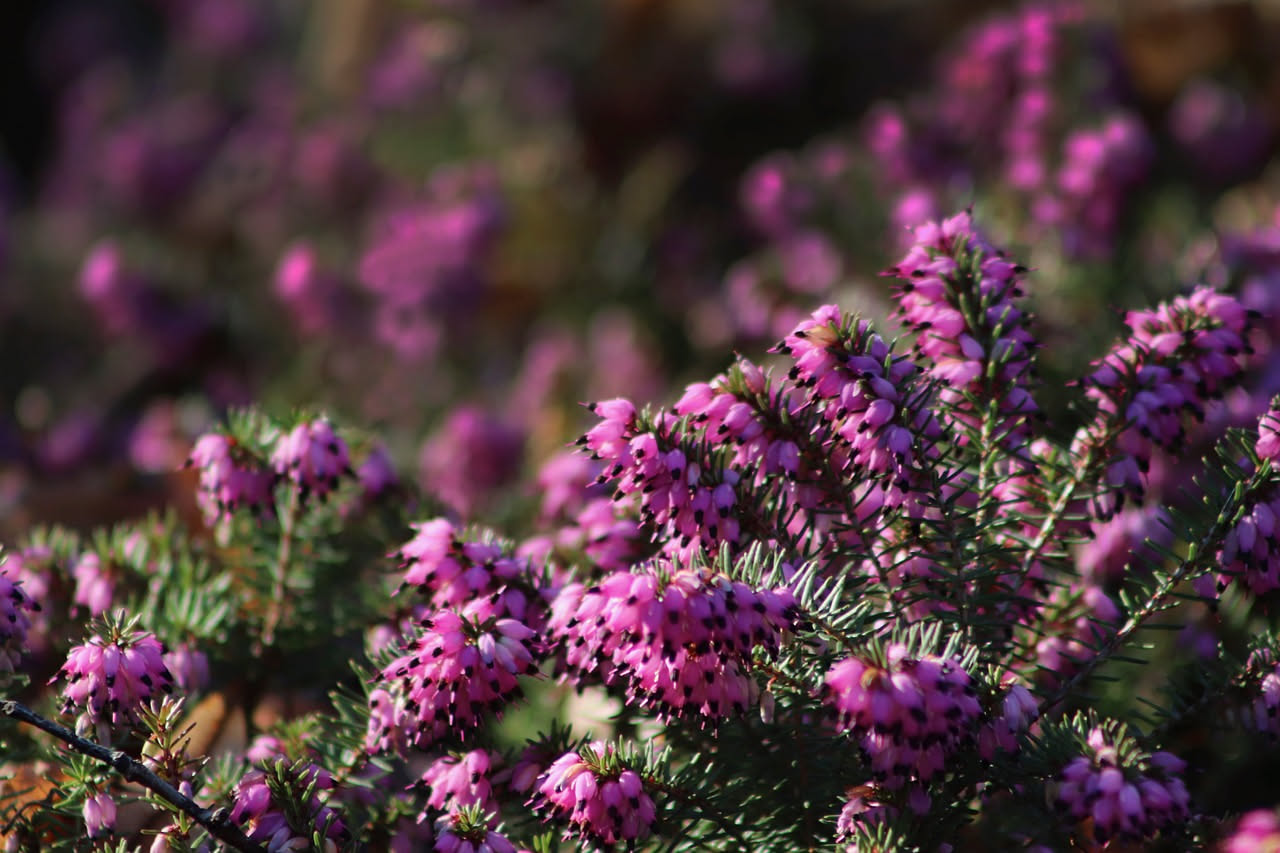 Erica multiflora sarda: quando aspettare la fioritura tardiva