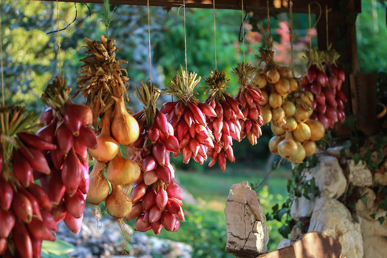 Cipolla rossa lunga di Tropea raccolta in vaso di terracotta, bulbi rosso scuro con base bianca, foglie verdi ancora attaccate, su un balcone soleggiato