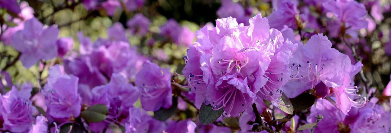 Rododendri a Villa Carlotta: quando sbocciano i fiori del lago di Como
