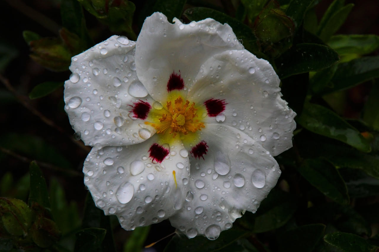 Cistus albidus: la bellezza lenta del cisto bianco nell'Italia centrale