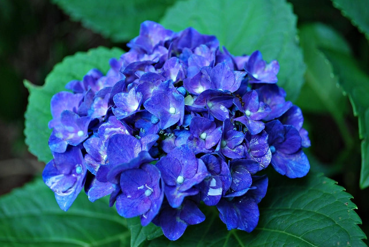 Le ortensie blu di Boboli: quando i Medici coltivavano l'azzurro