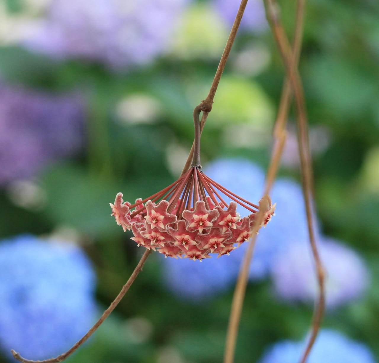 Hoya kerrii cuore: come coltivare la pianta dal cuore romantico