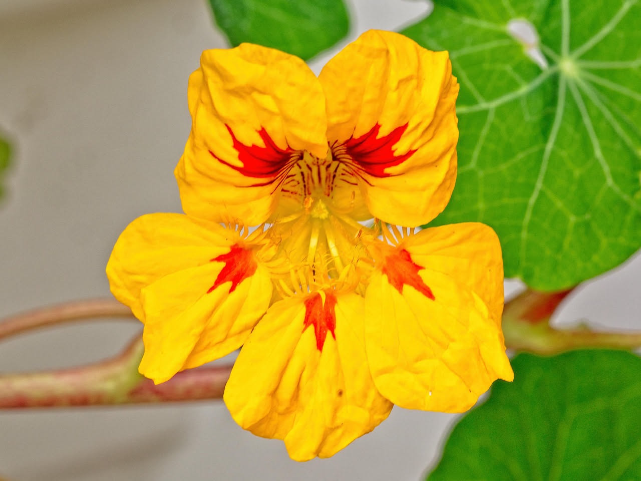 Nasturzio commestibile: il fiore che trasforma il balcone in orto gourmet