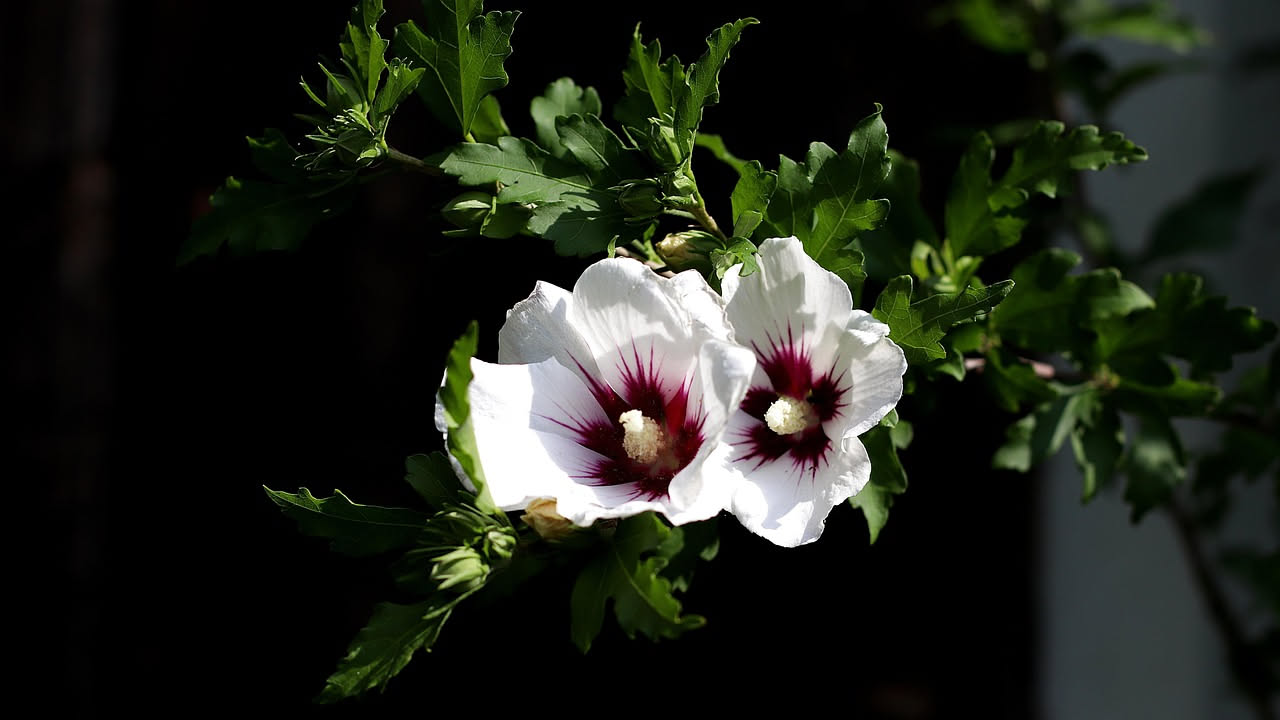 Hibiscus syriacus in villa: come coltivare il rosa di Sharon