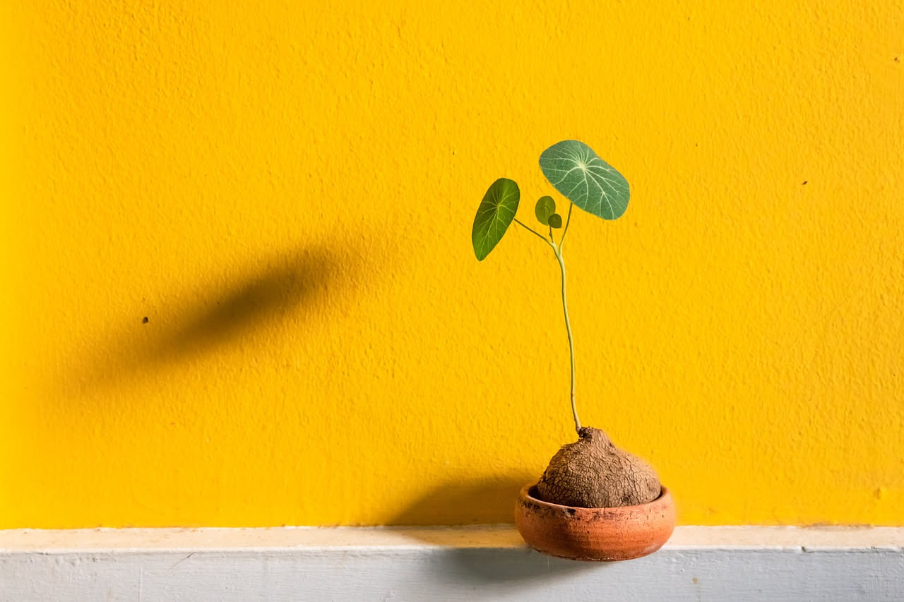 Pilea peperomioides: come la pianta cinese è diventata virale nel 2018