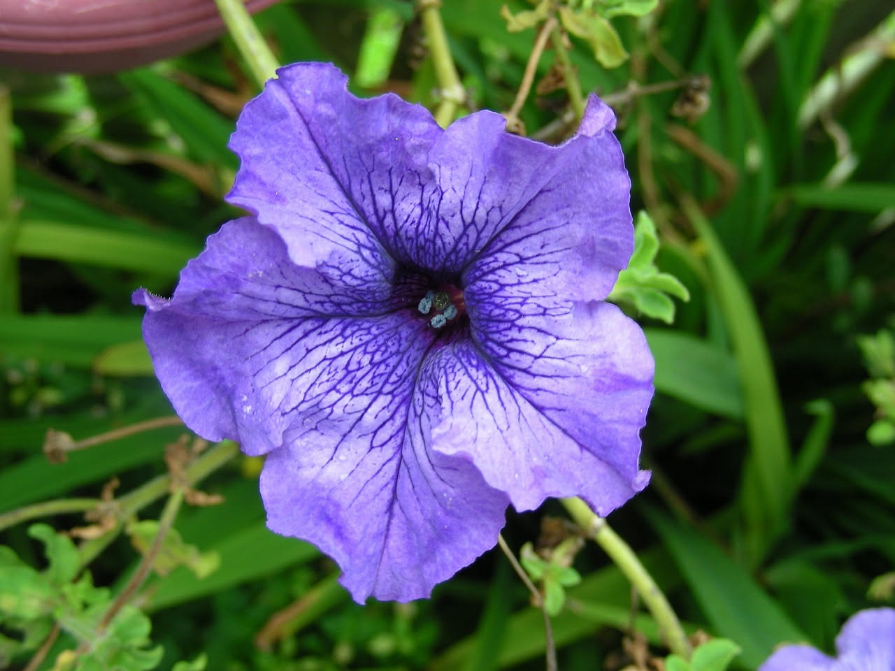 Petunia exserta brasiliana: quando il rosso non è rosso