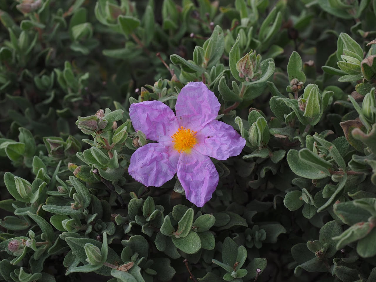 Cistus monspeliensis: il cisto che resiste alle macchie liguri