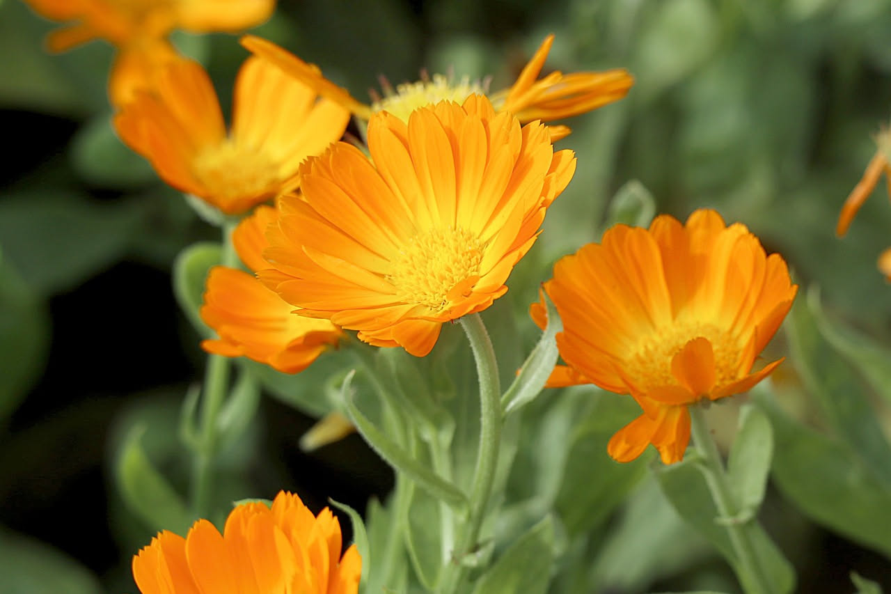 Calendula in balcone: il fiore commestibile che colora e nutre