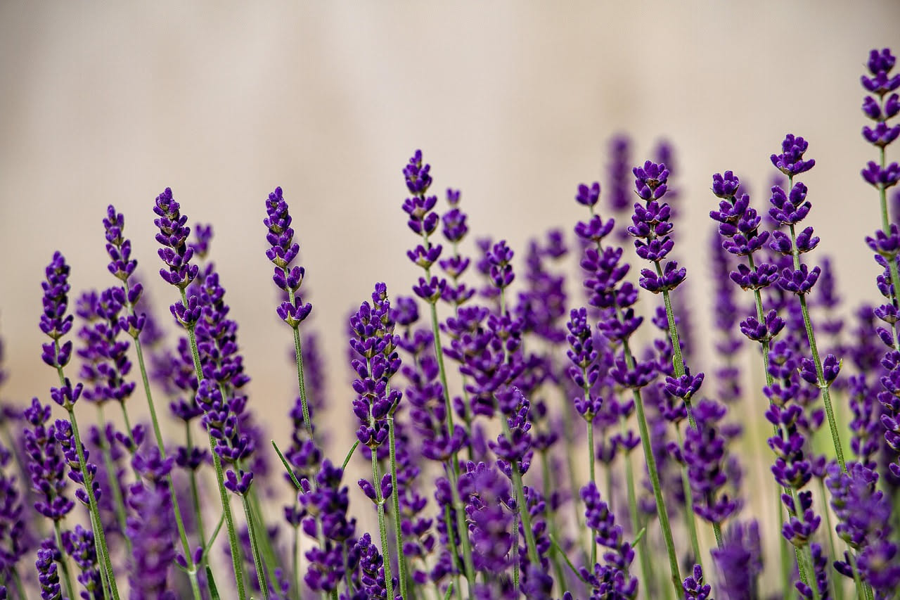Cassette di lavanda viola in fiore su un terrazzo con vista su tetti di città italiana, vasi di terracotta, sole pomeridiano