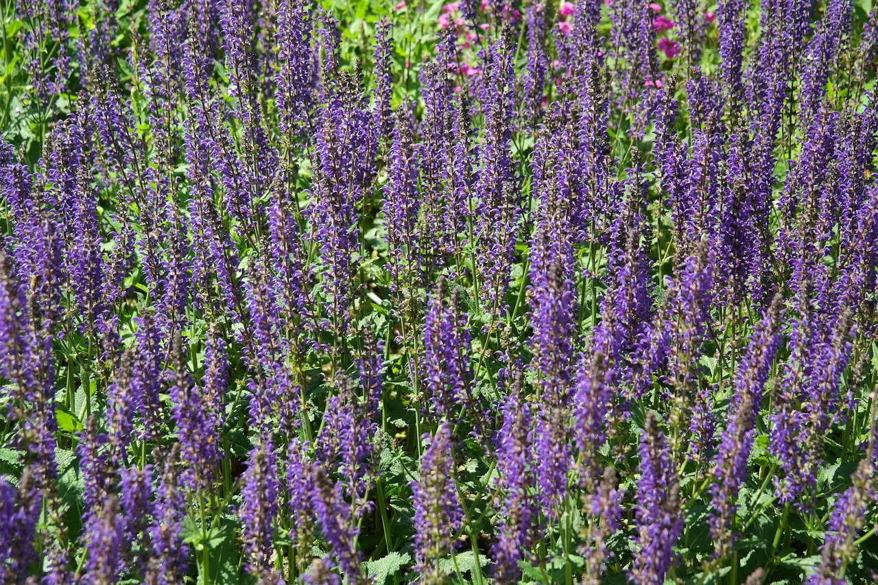 Salvia mediterranea: l erba che custodisce la storia dei borghi italiani
