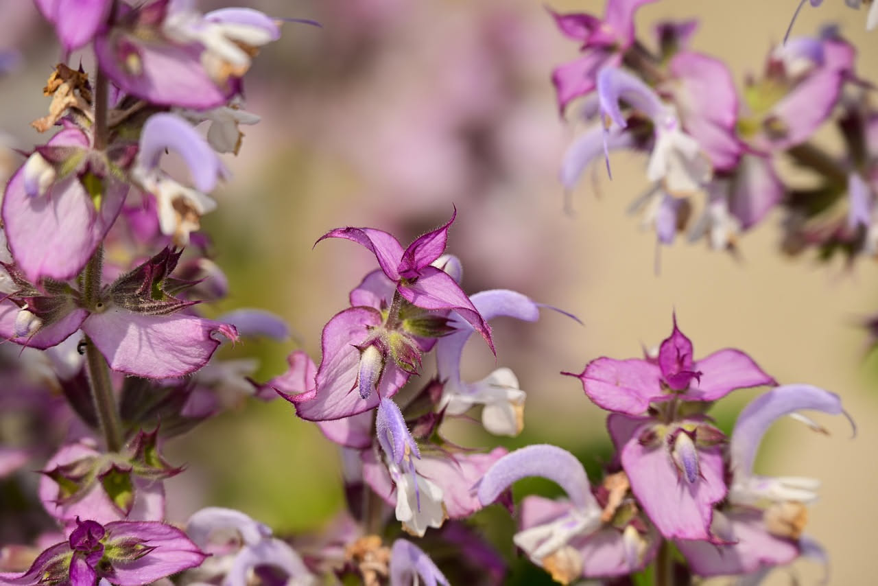 Salvia selvatica nei borghi del Sud: come coltivarla in balcone