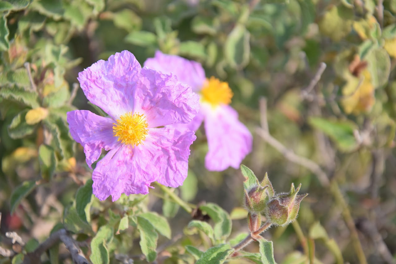 Fiori rosa e bianchi di cisto selvatico su terreno calcareo arido con rocce grigie sotto sole primaverile meridionale