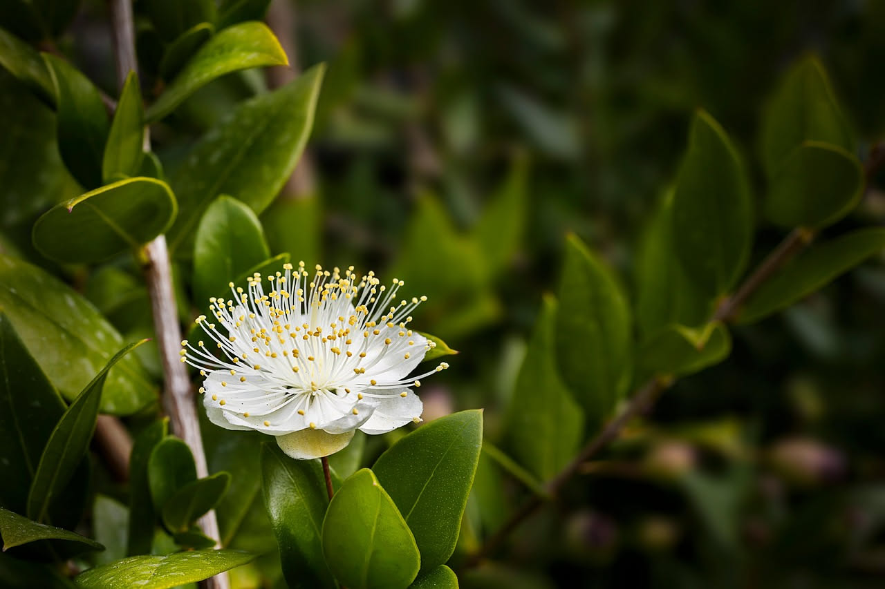 Rami di mirto selvatico con fiori bianchi a cinque petali e bacche blu scuro mature, foglie ovali verdi scuro su sfondo naturale
