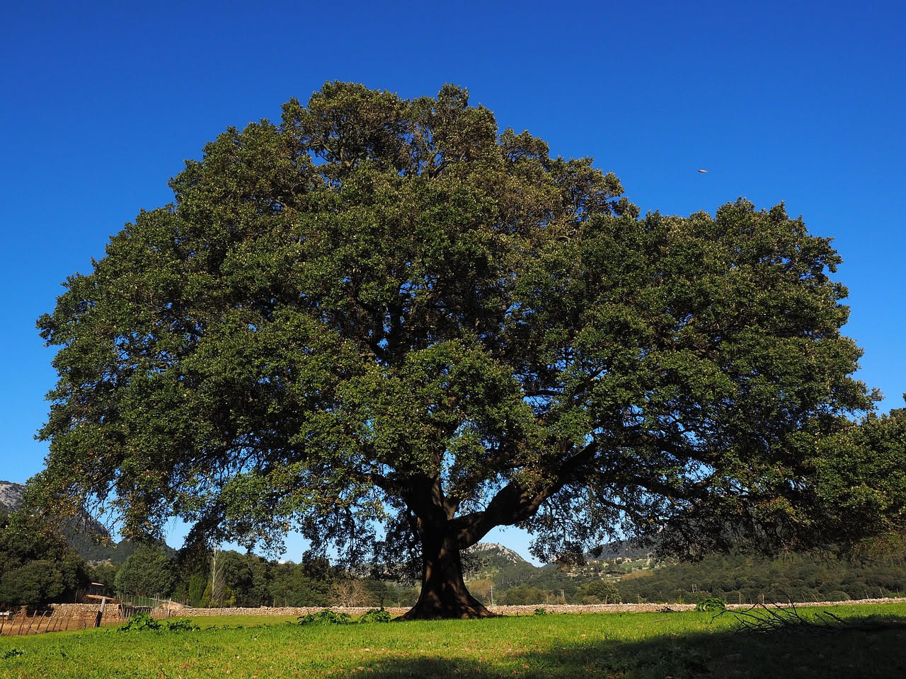 Querce da sughero con corteccia marrone chiaro e foglie verde scuro in un paesaggio di macchia mediterranea sotto sole assolato, con erbe selvatiche e rocce calcaree
