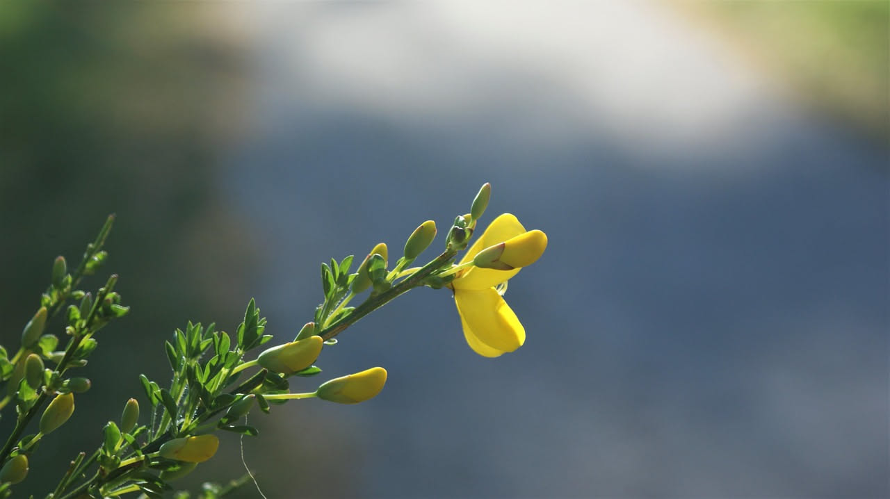 Ginestra selvatica con fiori giallo brillante tra le rocce della macchia mediterranea, foglie sottili e verdi, cielo azzurro di maggio sullo sfondo