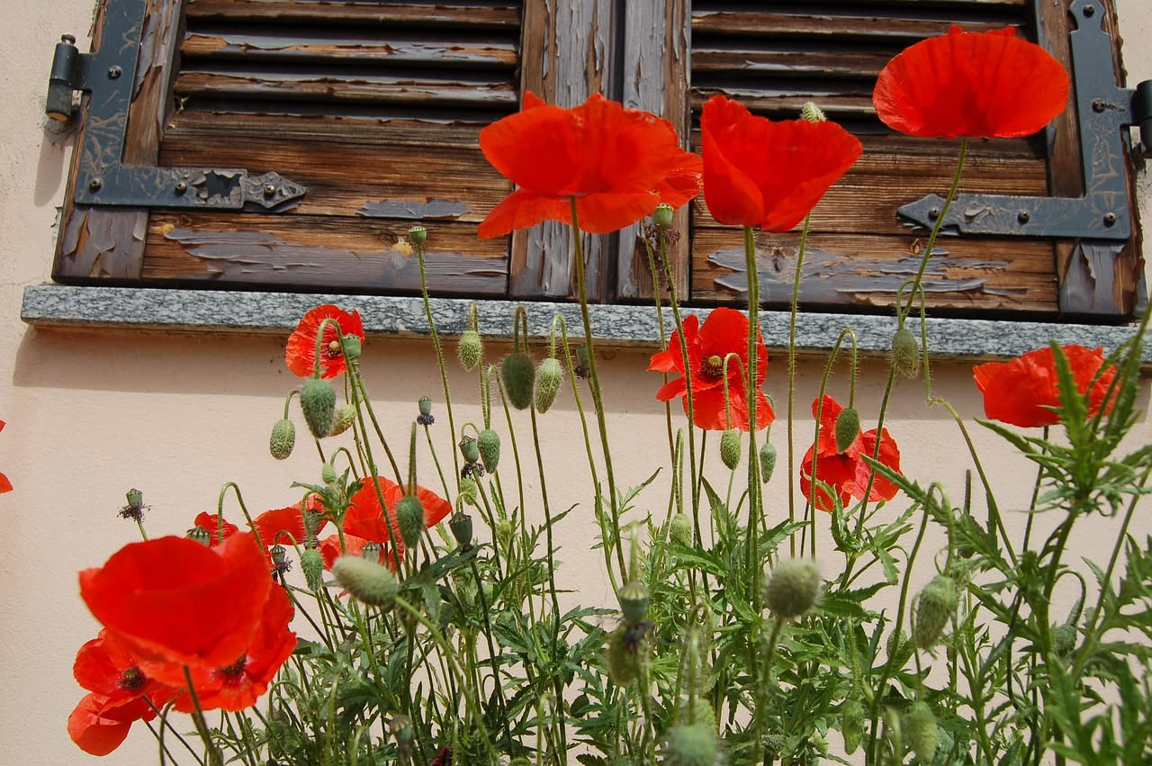 Macchia mediterranea: come coltivare la flora selvatica sul balcone