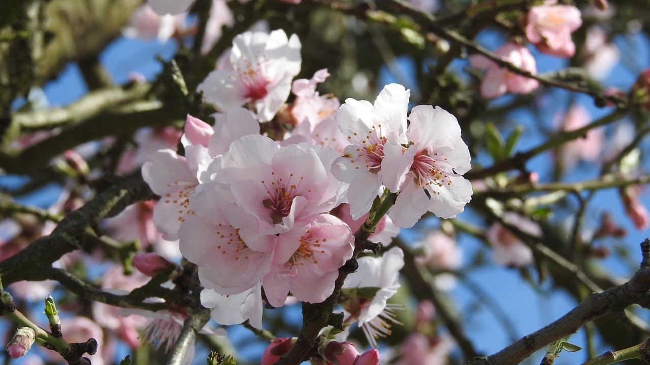 Rami di mandorlo con fiori bianchi e rosa che sbocciano contro un cielo grigio invernale, foglie ancora assenti, terriccio innevato intorno alle radici