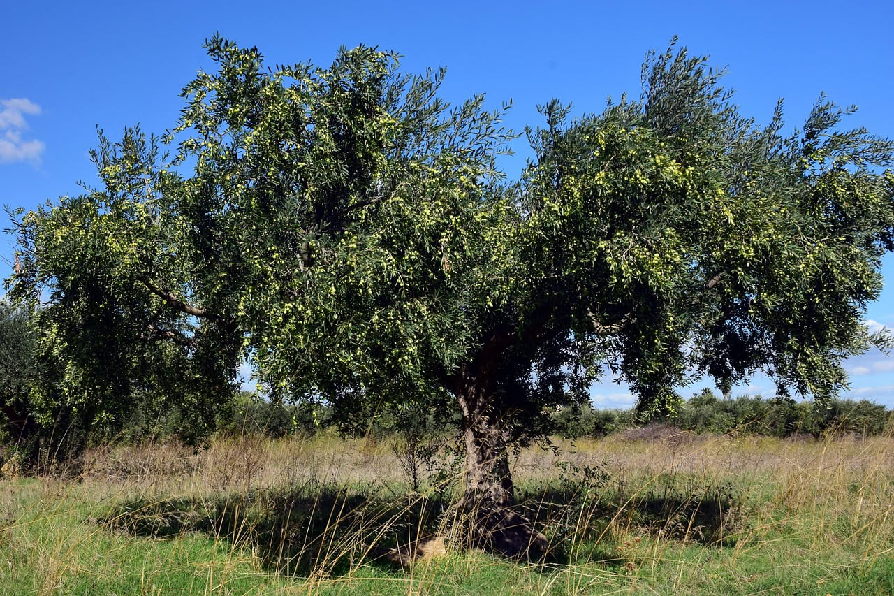 Ulivo selvatico nei borghi: come rimodella il paesaggio del centro Italia