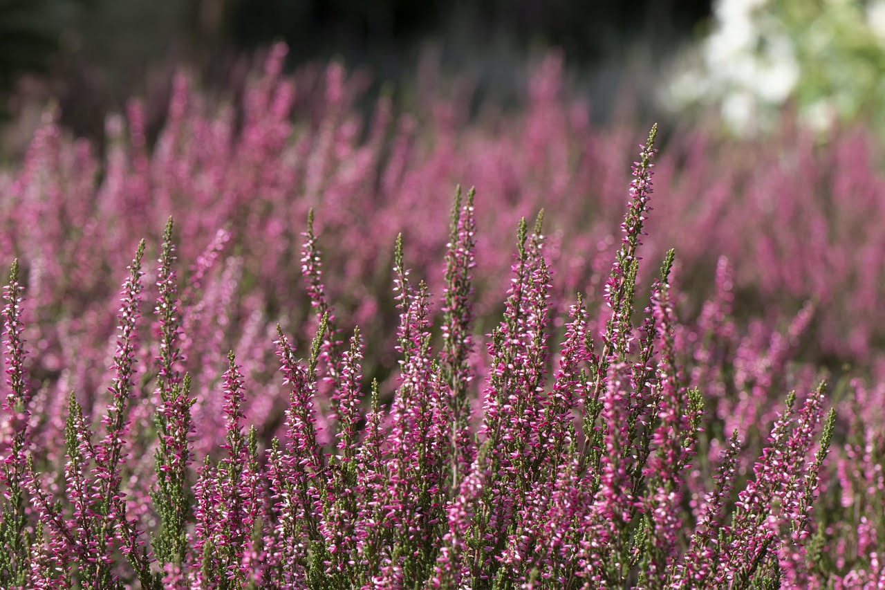 Erica nel terrazzo: come coltivarla nella macchia mediterranea italiana