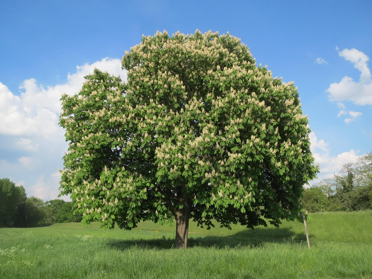 Ippocastano: l'albero che disegna i viali delle città del Nord Italia