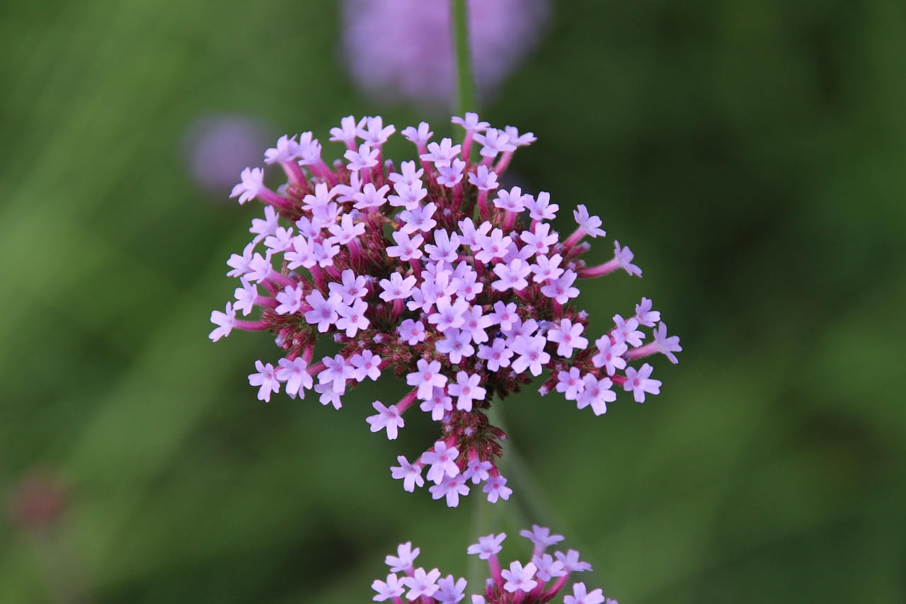 Verbena selvatica: la pianta che colora i campi italiani da secoli