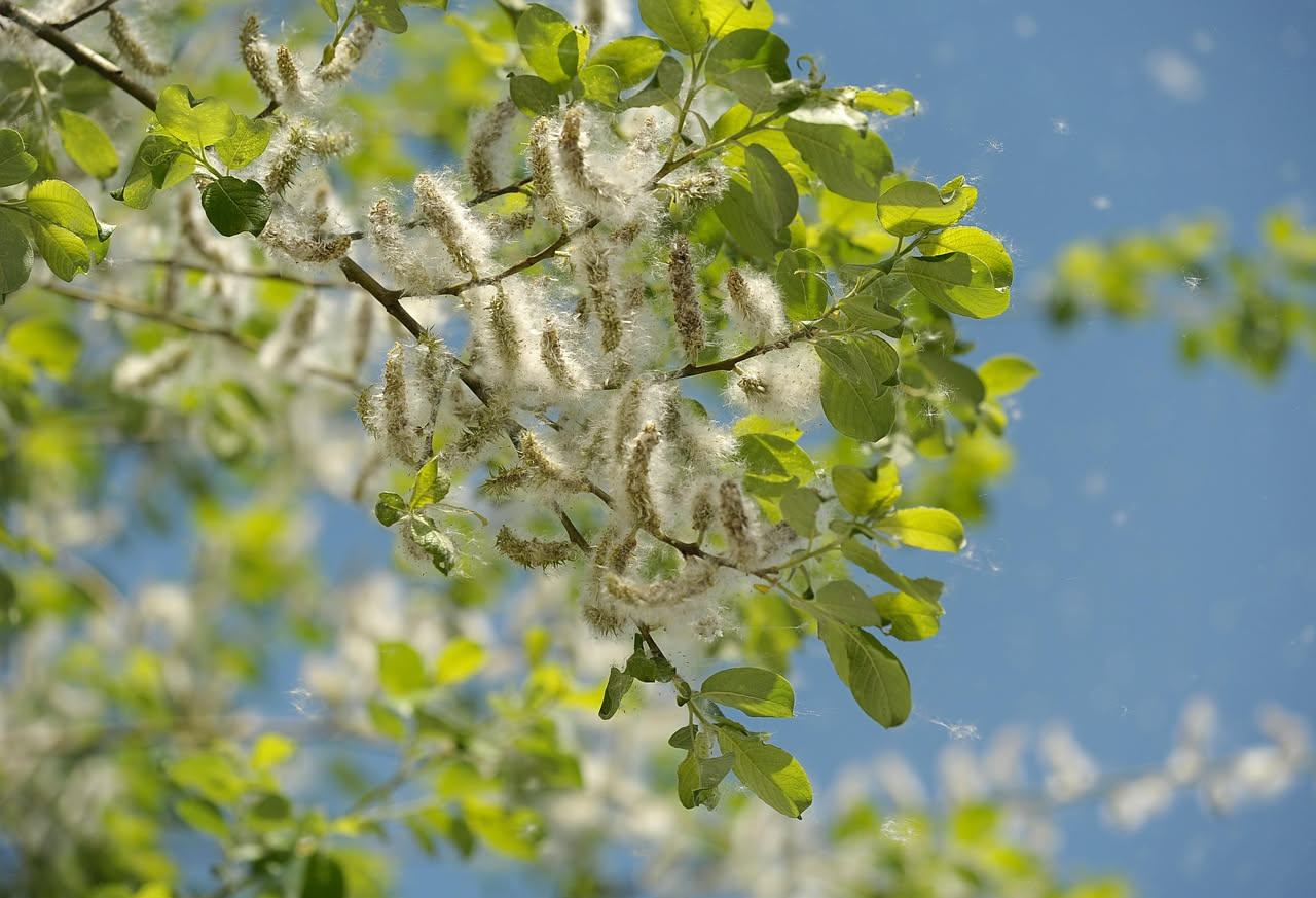 Carpino bianco: l'albero che racconta i boschi del Nord Italia