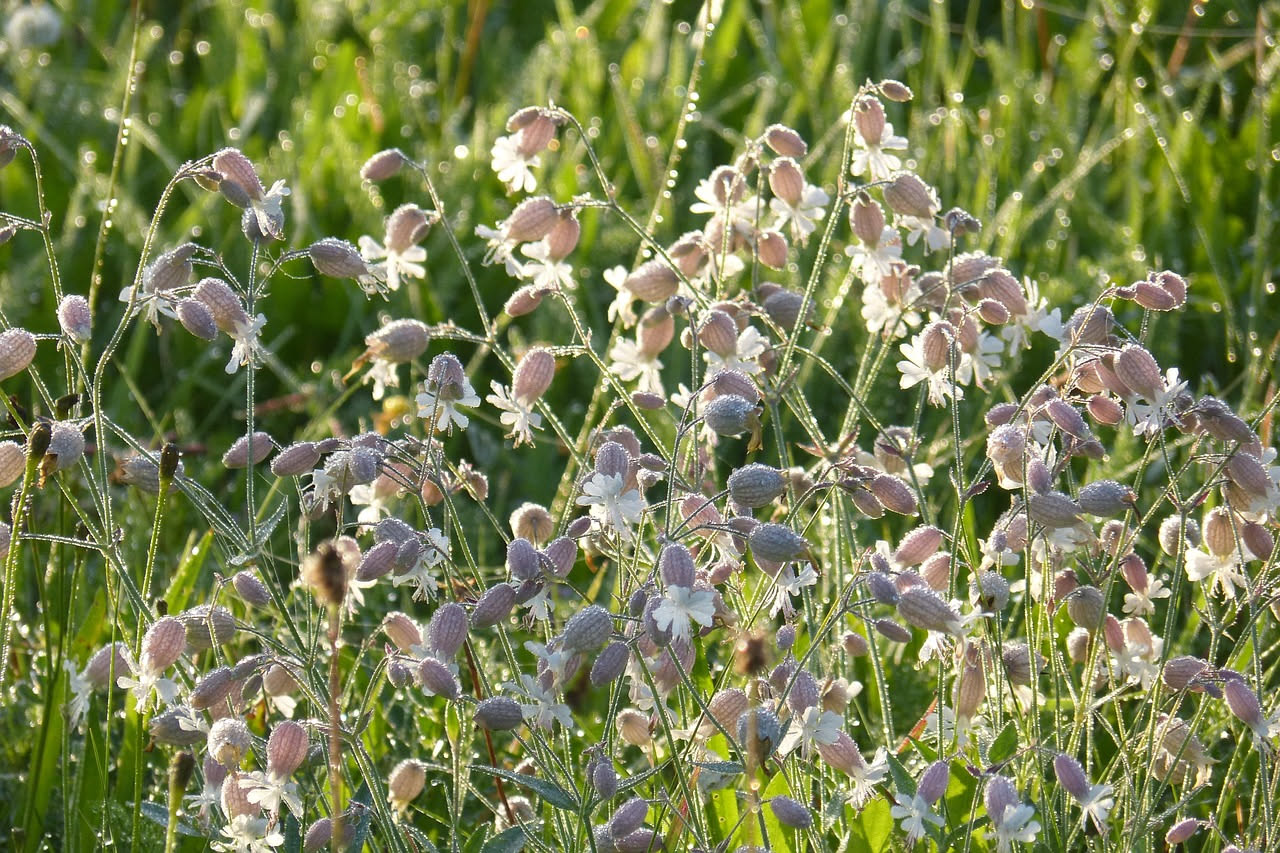 Fiori bianchi di silene notturna semiaperti al crepuscolo tra foglie verdi scure in un bosco d'Appennino, con raggi di sole rossi che filtrano tra gli alberi