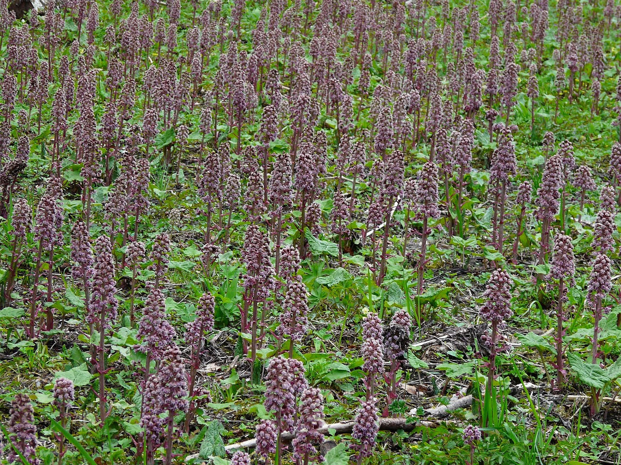 Pianta di bistorta con fiori rosa intenso in spiga cilindrica, foglie verdi ellittiche, fotografata in alpeggio umido con rocce grigie sullo sfondo al tramonto