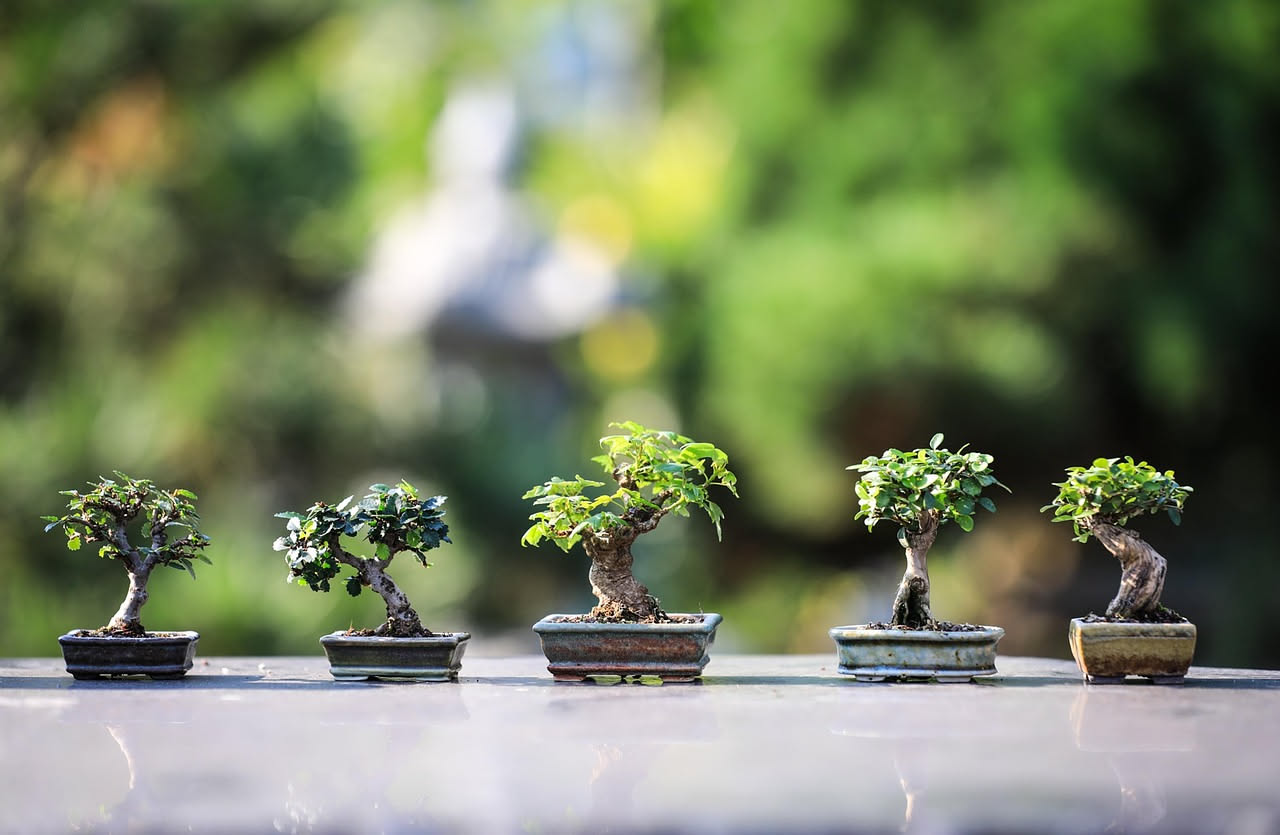 Bonsai: come curarlo in casa tutto l'anno