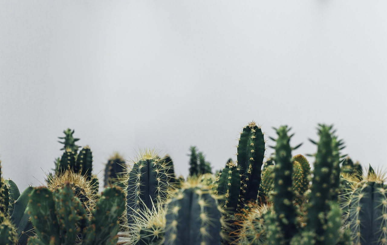 Cactus come arte murale: trasformali in installazioni di design