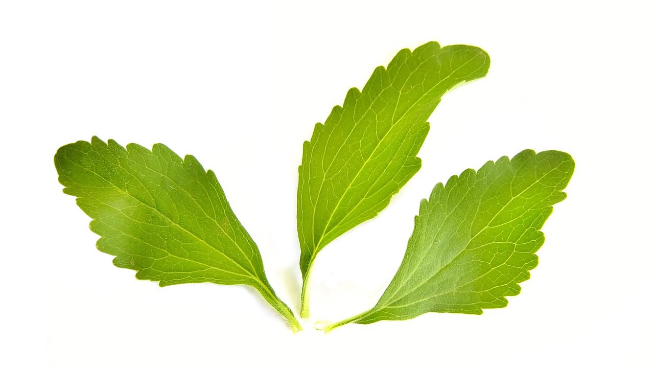 Come coltivare la stevia: guida completa dalla semina al raccolto