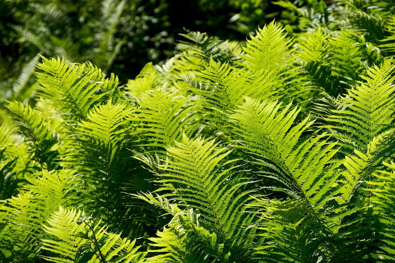 Come la felce ha conquistato i giardini europei dal Settecento